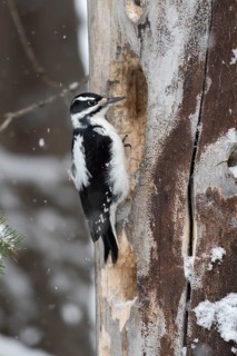 Hairy Woodpecker (Leuconotopicus villosus) female, Montana, USA