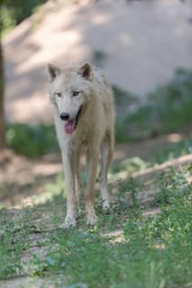 One adult Arctic wolf (Canis lupus arctos) walking thru a forest with some green vegetation on