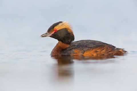 Horned Grebe, (Podiceps auritus), animals, birds, grebe family, swims in the water, Reykjahlíð,