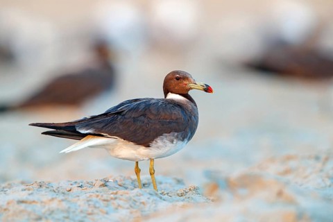 Hemprich's Gull, (Ichthyaetus hemprichii), (Larus hemprichii), Fish Eagle Gull Salalah, Taqah