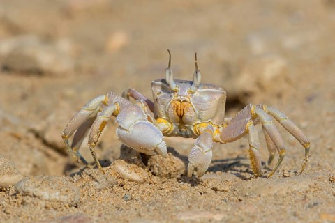 Horned ghost crab, beach, mudflat, horned eye sand crab, Indo-Pacific riding crab, Geisetr crab,
