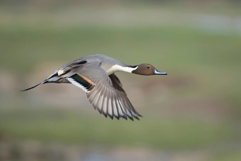 Northern pintail duck (Anas acuta) adult male bird in flight, England, United Kingdom