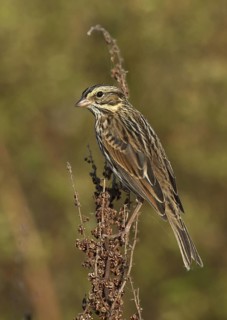 Savannah Sparrow (Passerculus sandwichensis), Ohio, USA