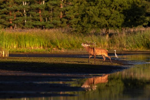 The sun is already casting long shadows as a red deer (Cervus elaphus) with reeds in its antlers