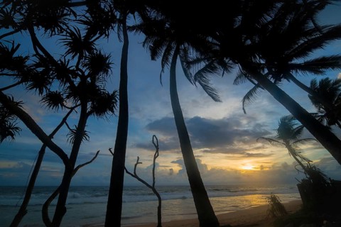 A breezy evening on a tropical beach in Sri Lanka, where tall palm trees sway in the wind as the
