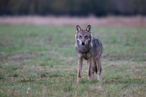 European grey wolf, Eurasian wolf (Canis lupus lupus), wolf standing in a field, Podlaskie