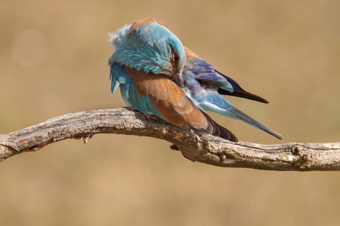 European Roller (Coracias garrulus), perched on a branch preening, Castile-La Mancha