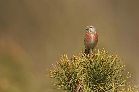 Common Linnet (Linaria cannabina) male, Poland