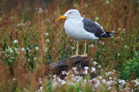 Lesser Black-Backed Gull (Larus fuscus) adutl, May Island, United Kingdom