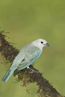 Blue-grey Tanager (Thraupis episcopus), Costa Rica