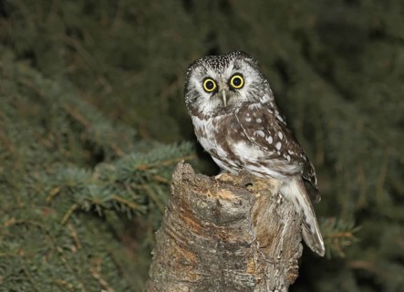 Boreal Owl (Aegolius funereus), Saskatchewan, Canada
