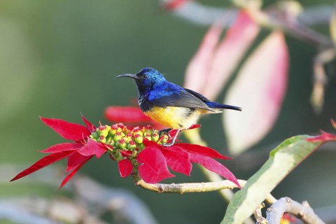 Variable Sunbird, Cinnyris venustus