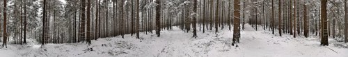A snow-covered forest with tall pine trees (pinus) creates a peaceful winter landscape, hiking in