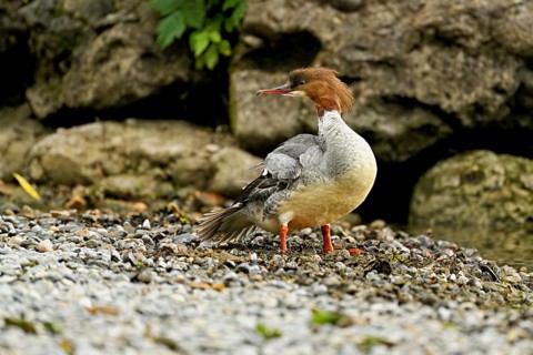 Goosander (Mergus merganser), female on the shore, Lake Zug, Cham, Canton Zug, Switzerland