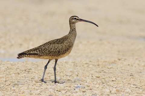 Whimbrel (Numenius phaeopus), Texas, USA