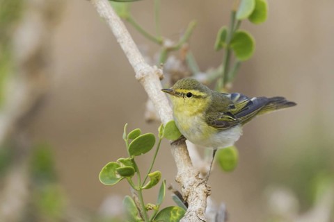 Wood Warbler (Phylloscopus sibilatrix), Oman