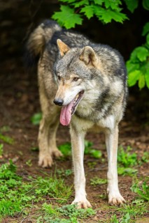 European gray wolf (Canis lupus lupus) in the forest, Germany