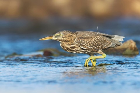 Striated Heron (Butorides striata) juvenile hunting, Eilat, Israel