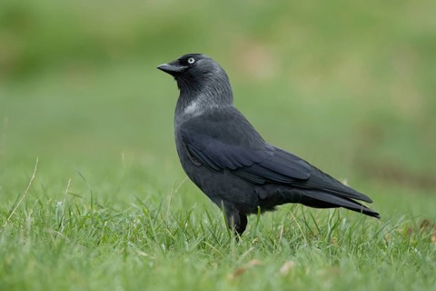Jackdaw (Corvus monedula) adult corvid bird head portrait, England, United Kingdom