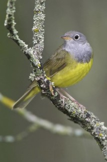 Connecticut Warbler (Oporornis agilis), Manitoba, Canada
