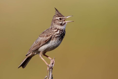 Crested Lark (Galerida cristata) singing, Lesvos, Greece