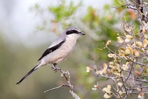 Southern Grey Shrike (Lanius meridionalis) male, Castile-La Mancha, Spain