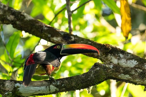 Fiery billed aracari perched on branch, close view, beak transilluminated revealing veins, Osa