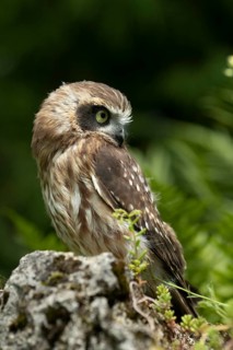Morepork (Ninox novaeseelandiae) juvenile, captive, Germany