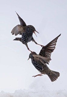 Starling (Sturnus vulgaris), close-up, two adult birds attacking each other in flight in an