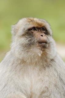 Barbary macaque (Macaca sylvanus), male, portrait, captive, occurring in Morocco, Algeria and