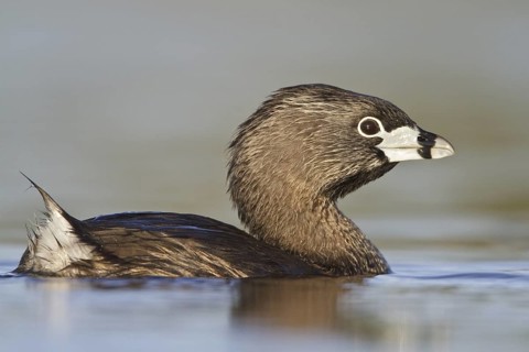 Pied-billed Grebe (Podilymbus podiceps), British Columbia, Canada