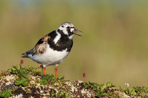 Ruddy Turnstone (Arenaria interpres) calling, Finnmark, Norway