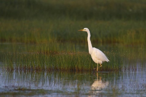 Great Egret (Ardea alba) foraging, Greece