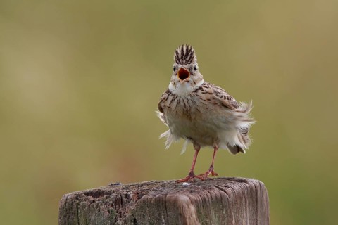 Eurasian Skylark (Alauda arvensis) singing from pale, North Rhine-Westphalia, Germany