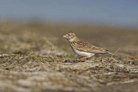 Asian Short-toed Lark (Alaudala cheleensis) on ground, Dornod Province, Mongolia