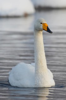 Whooper Swan (Cygnus cygnus), Finland