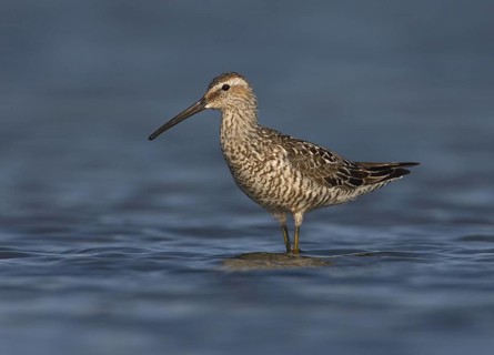 Stilt Sandpiper (Calidris himantopus), Ohio, USA