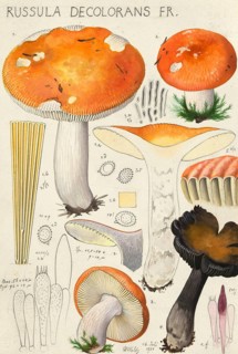 Mushroom, Mushrooms, Orange-red grey-stemmed russula, Russula decolorans, authentic reproduction of