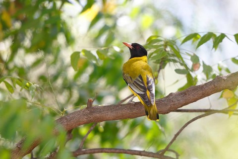 Black-headed Oriole (Oriolus larvatus), Lake Baringo, Kenya