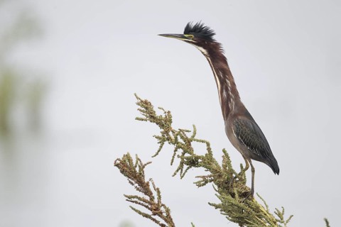 Green Heron (Butorides virescens), Florida, USA