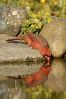 Northern Cardinal (Cardinalis cardinalis) male, Texas, USA