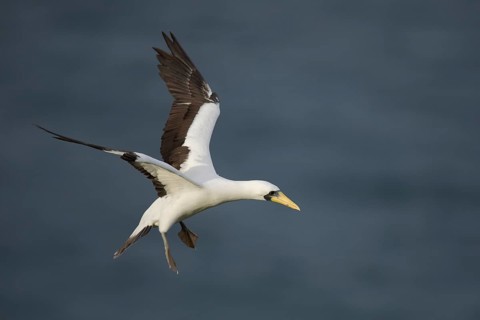 Masked Booby (Sula dactylatra tasmani) flying, Norfolk Island