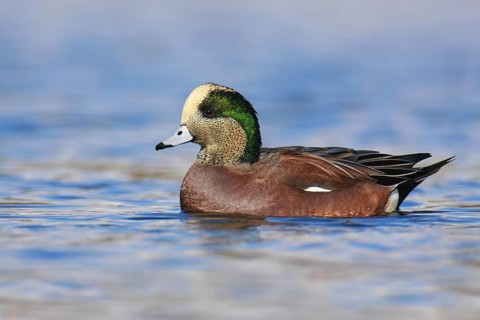 American Wigeon (Mareca americana) male, British Columbia, Canada