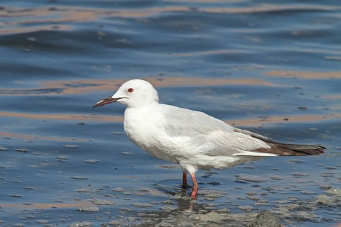 Slender-billed Gull (Chroicocephalus genei), Eilat, Israel