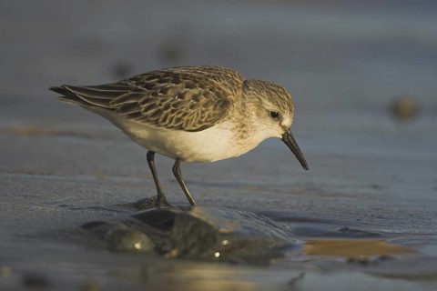 Western Sandpiper (Calidris mauri), British Columbia, Canada