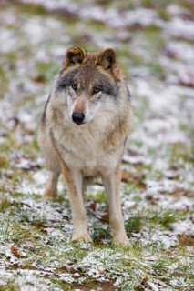 One eurasian gray wolf (Canis lupus lupus) stands on a snowy meadow in an open forest