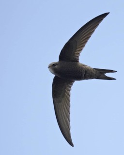 Common Swift (Apus apus) flying, Schleswig-Holstein, Germany