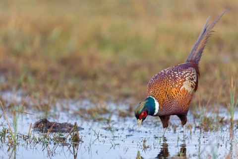 Pheasant, cock, male, (Phasianus colchicus), animals, birds, chicken family, centrapole, Kutno,