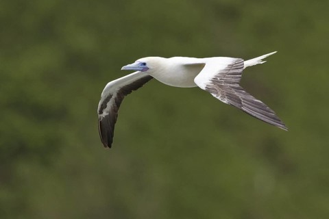 Red-footed Booby (Sula sula), Hawaii, USA