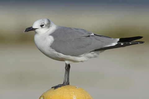 Laughing Gull (Leucophaeus atricilla), Texas, USA